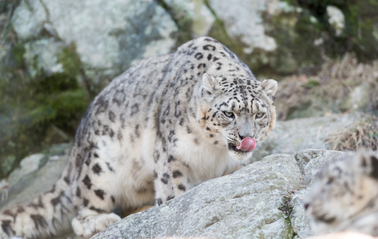 Melbourne Zoo Hunting Enrichment program